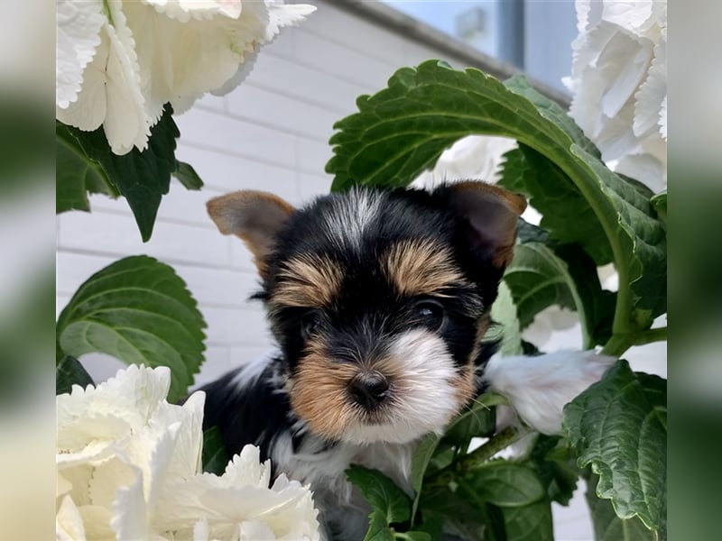 Biewer Yorkshire Terrier