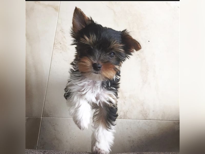 Biewer Yorkshire Terrier