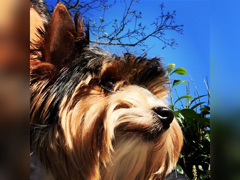 Biewer Yorkshire Terrier