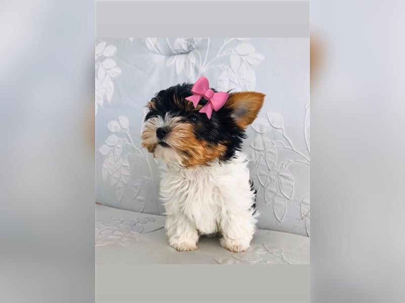 Biewer Yorkshire Terrier