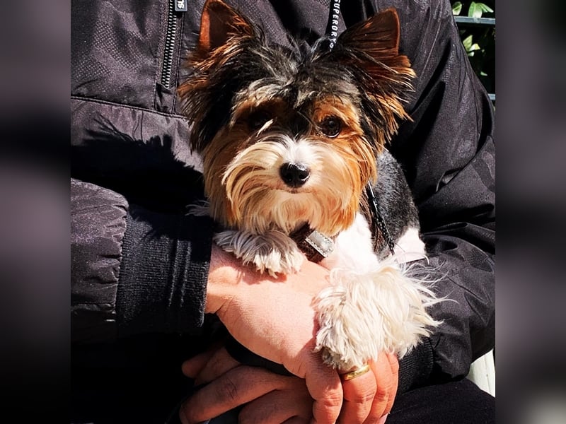 Biewer Yorkshire Terrier