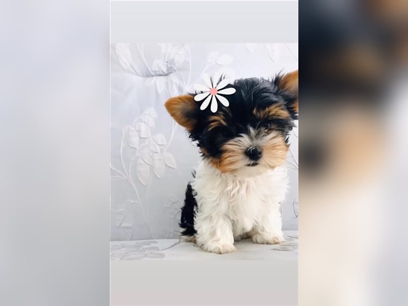 Biewer Yorkshire Terrier