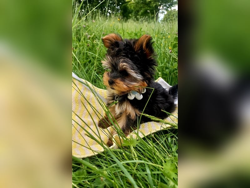 Yorkshire terrier mini