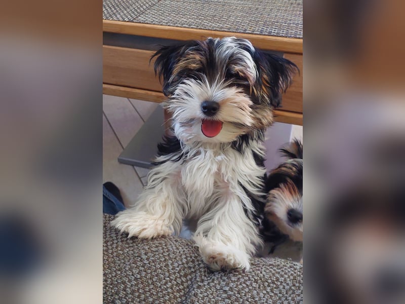 Reinrassige Biewer Yorkshire Terrier