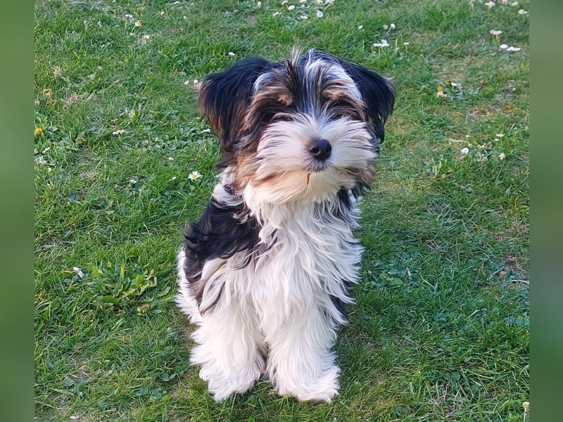 Reinrassige Biewer Yorkshire Terrier