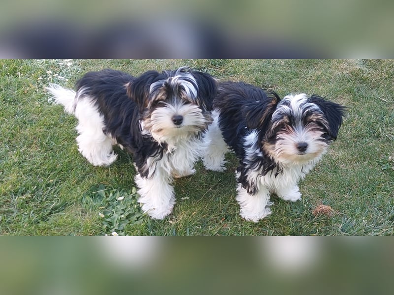 Reinrassige Biewer Yorkshire Terrier