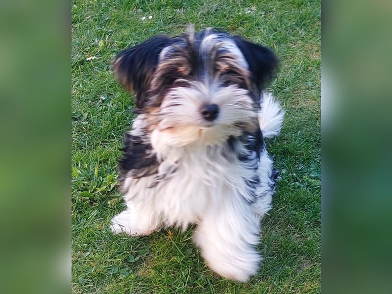Reinrassige Biewer Yorkshire Terrier