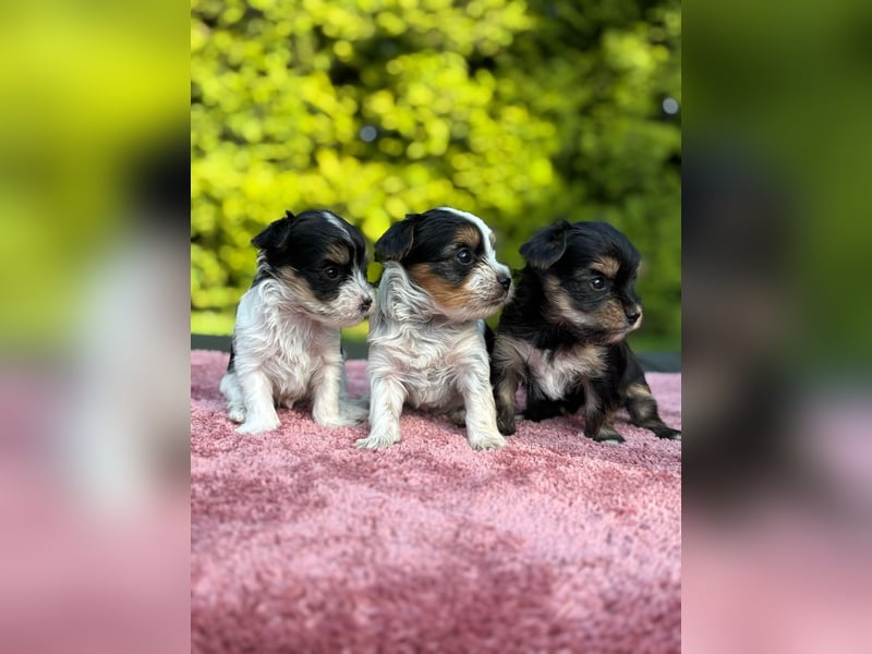 Biewer Yorkshire Terrier Welpen