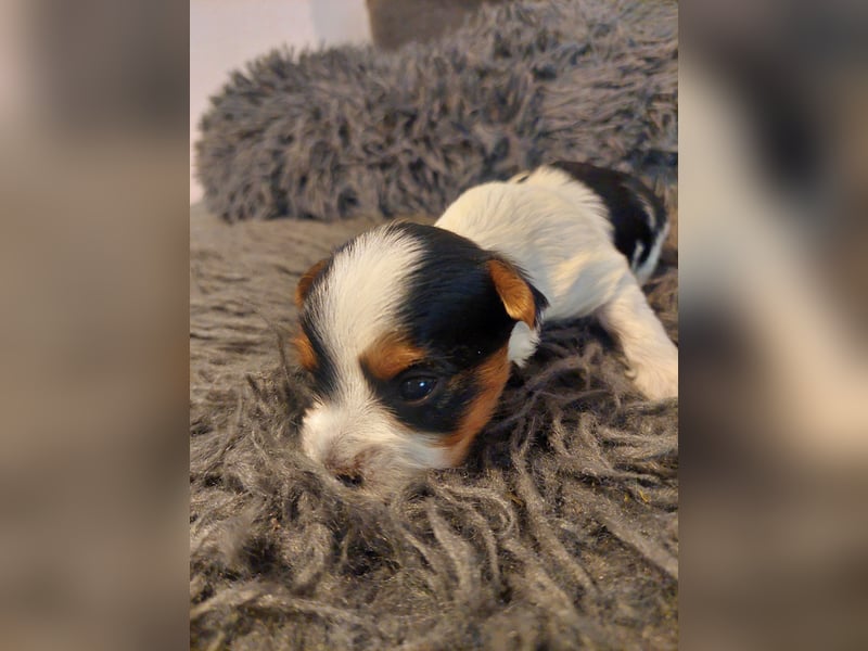Biewer Yorkshire Terrier Welpen