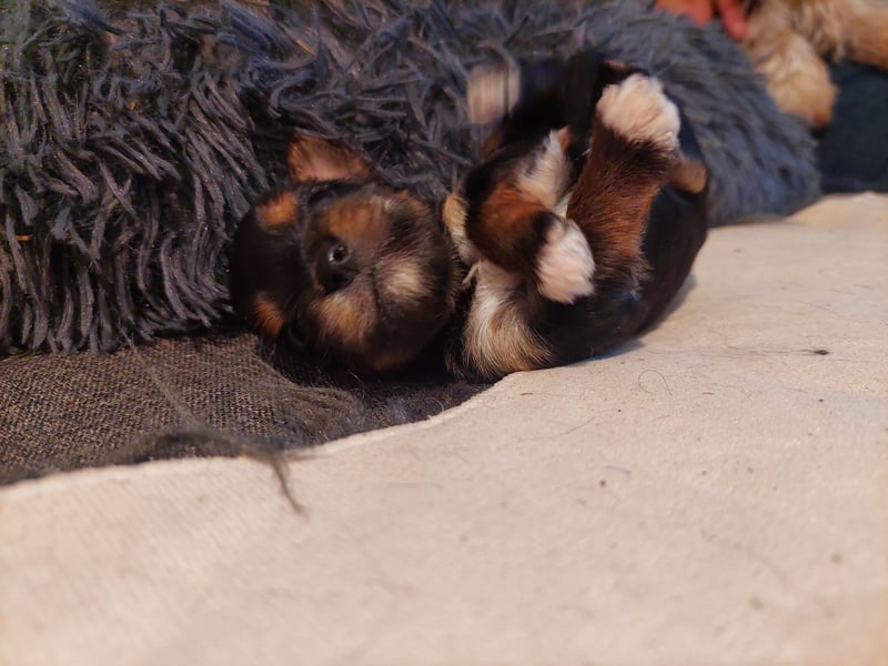 Biewer Yorkshire Terrier Welpen