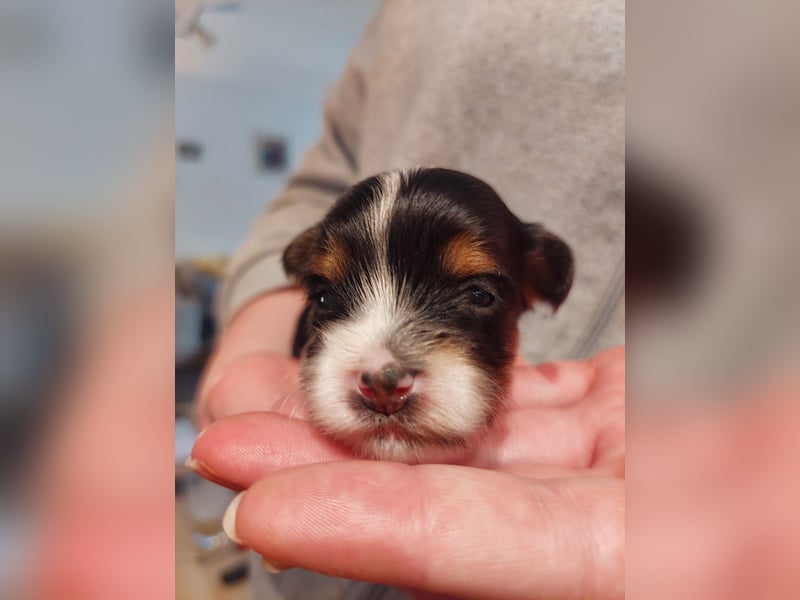Biewer Yorkshire Terrier Welpen