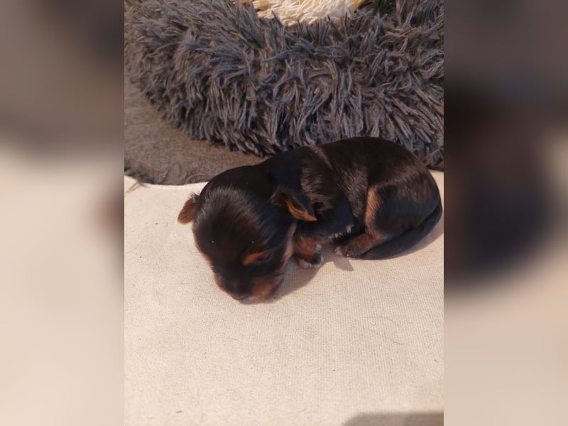 Biewer Yorkshire Terrier Welpen