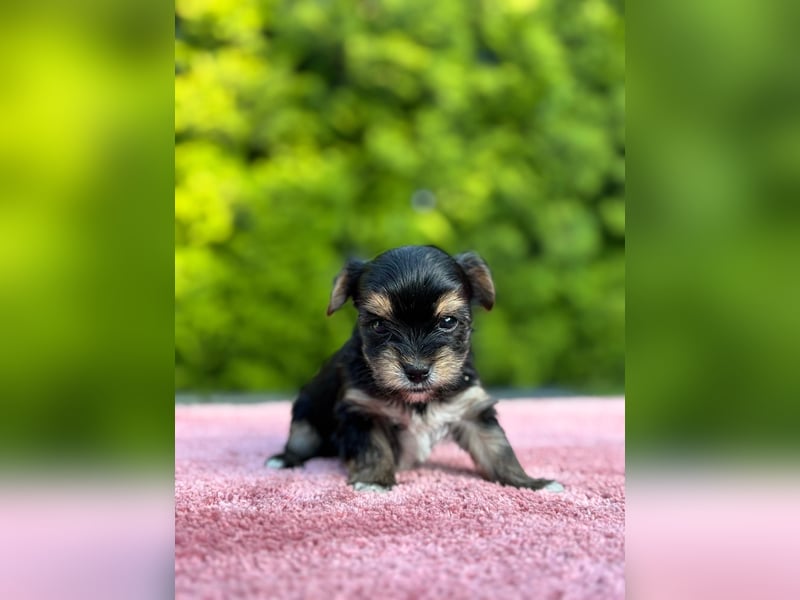 Biewer Yorkshire Terrier Welpen