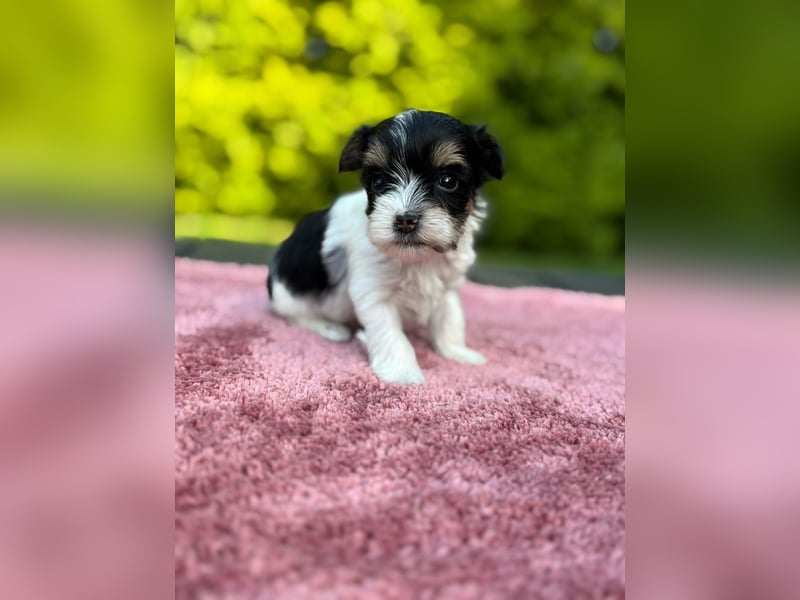 Biewer Yorkshire Terrier Welpen