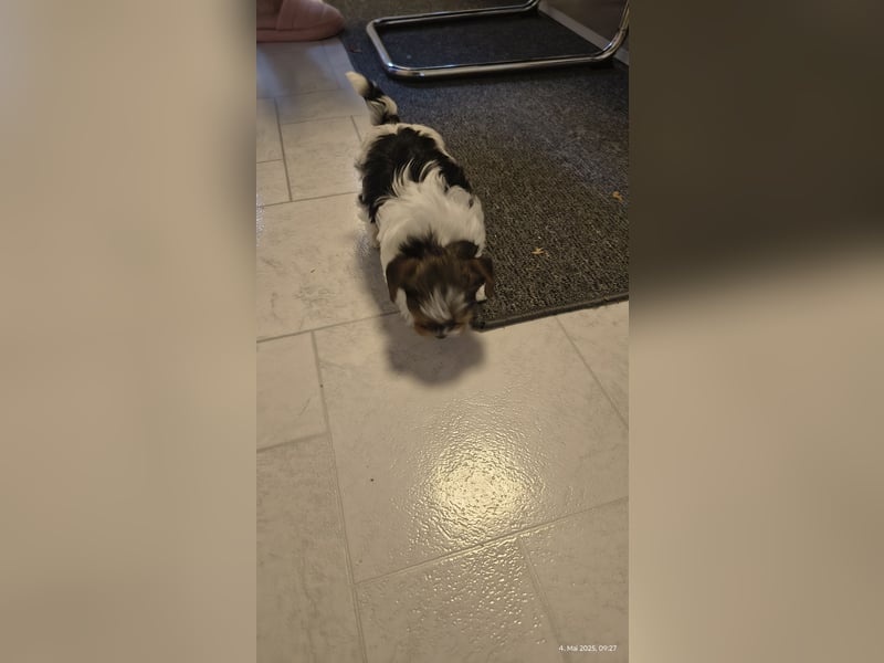 Biewer Yorkshire Terrier Welpe,