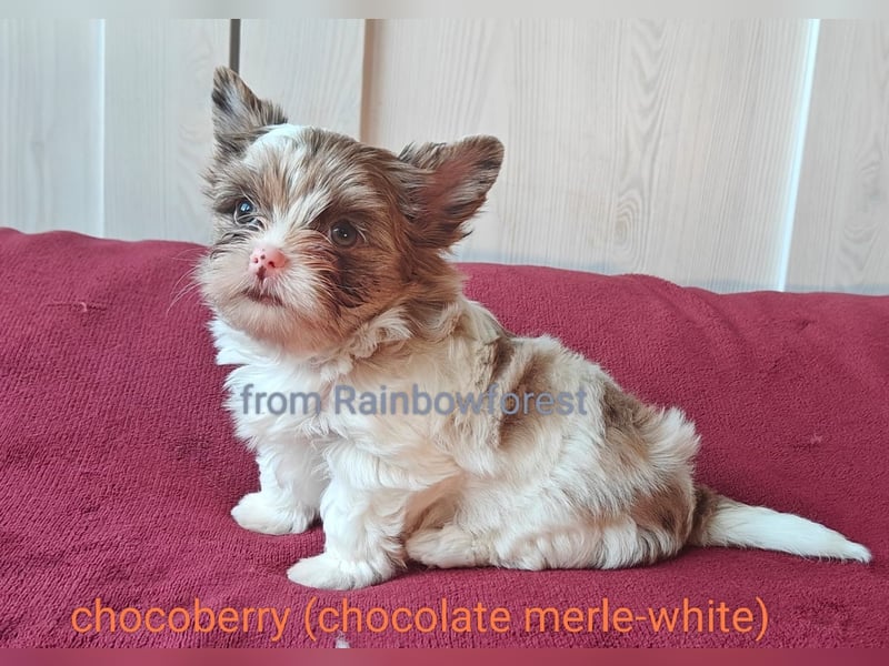 Chocoberry YT u. Biro YT, mit Ahnenpaß aus kleiner Zuchtstätte