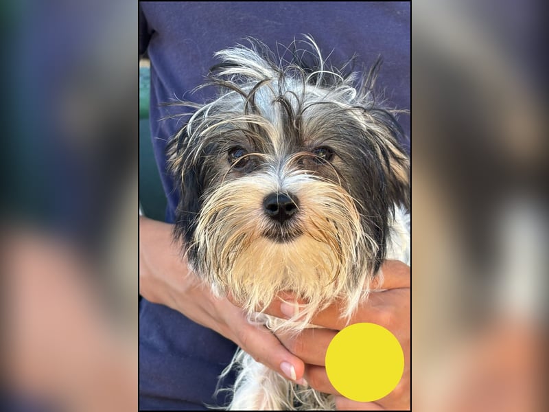 Cukie - von der Rasse her ein Biewer Mischling