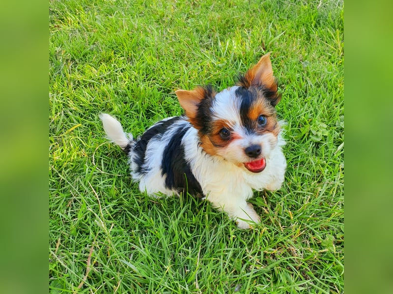Biewer Yorkshire Terrier a la Pom Pon, tricolor,  Rüde reinrassig/selten