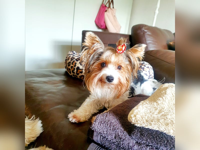 Biewer Yorkshire Terrier a la Pom Pon, tricolor,  Rüde reinrassig/selten