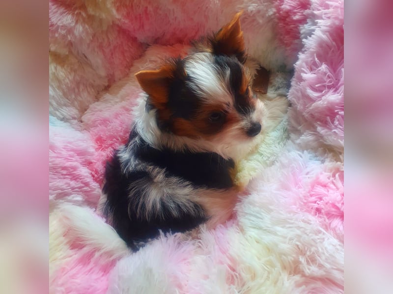 Biewer Yorkshire Terrier a la Pom Pon, tricolor,  Rüde reinrassig/selten