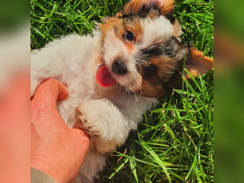 Biewer Yorkshire Terrier a la Pom Pon, tricolor,  Rüde reinrassig/selten