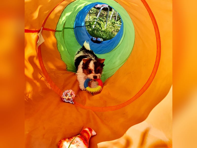 Biewer Yorkshire Terrier a la Pom Pon, tricolor,  Rüde reinrassig/selten