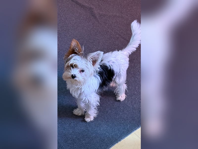 Fussel, Biewer-Terrier, Rüde, 4 Monate, 20 cm