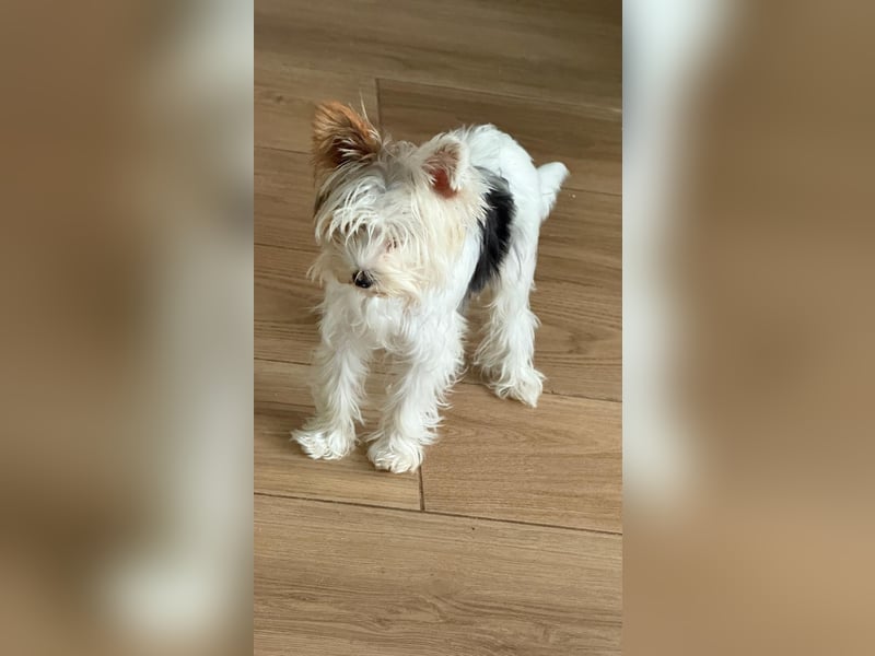 Fussel, Biewer-Terrier, Rüde, 4 Monate, 20 cm