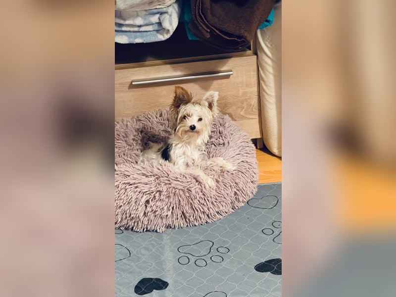 Fussel, Biewer-Terrier, Rüde, 4 Monate, 20 cm