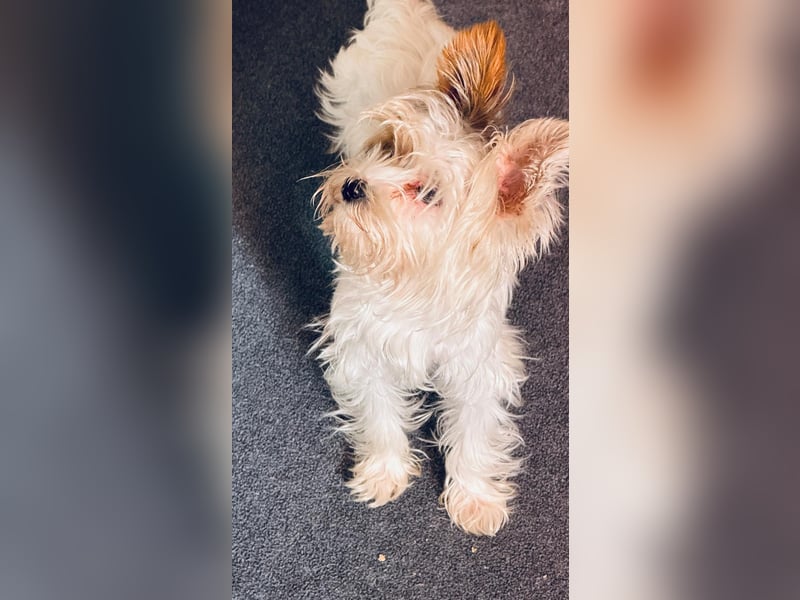Fussel, Biewer-Terrier, Rüde, 4 Monate, 20 cm