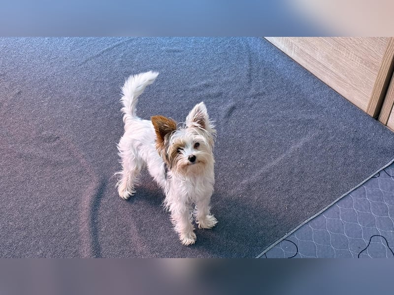 Fussel, Biewer-Terrier, Rüde, 4 Monate, 20 cm