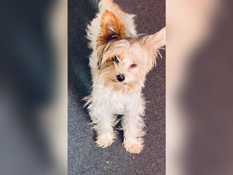 Fussel, Biewer-Terrier, Rüde, 4 Monate, 20 cm