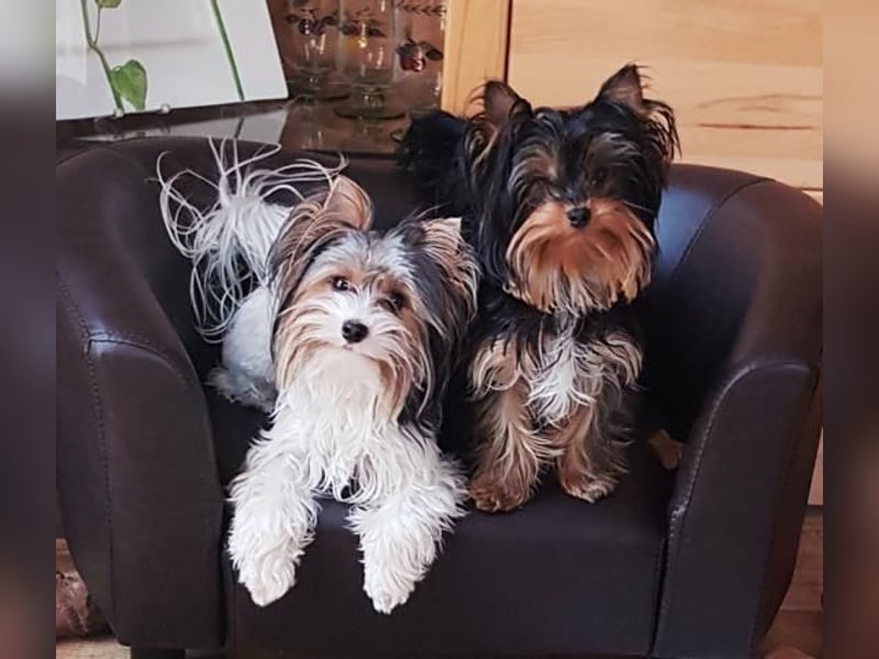 Biewer-Yorkshire Terrier Welpen