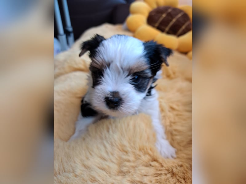 Biewer-Yorkshire Terrier Welpen