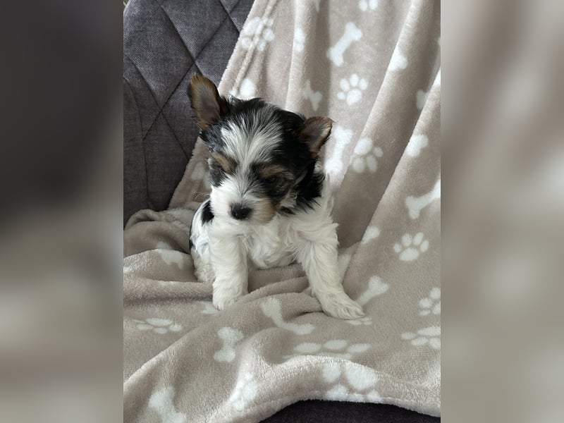 Biewer Yorkshire Welpen