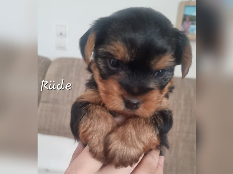 Welpe Rüde