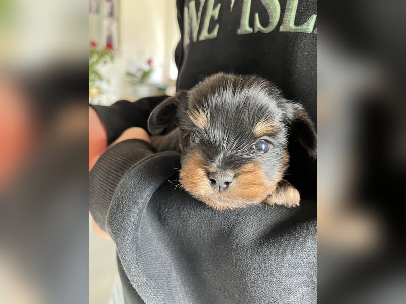 Yorshire/ Biewer Terrier Welpen