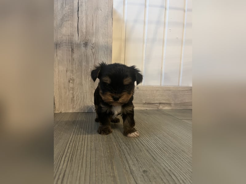 Yorshire/ Biewer Terrier Welpen