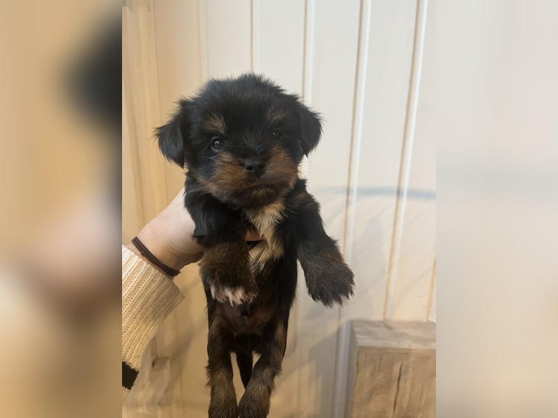 Yorshire/ Biewer Terrier Welpen