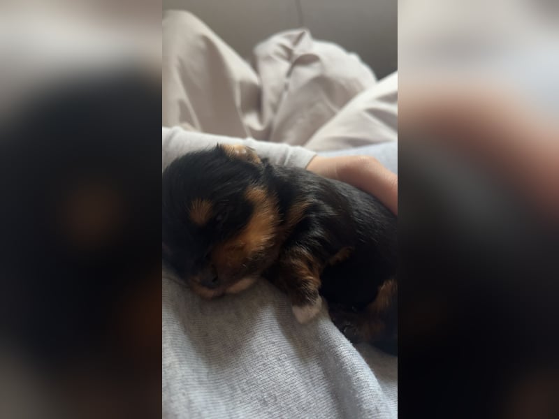 Yorshire/ Biewer Terrier Welpen