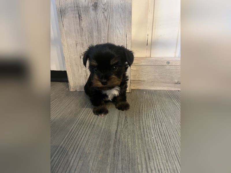 Yorshire/ Biewer Terrier Welpen