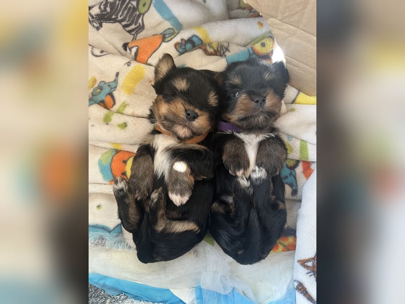 Yorshire/ Biewer Terrier Welpen
