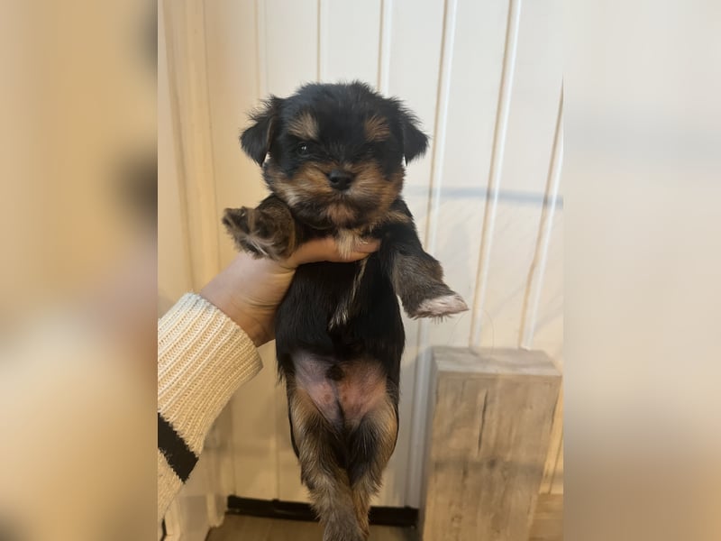 Yorshire/ Biewer Terrier Welpen