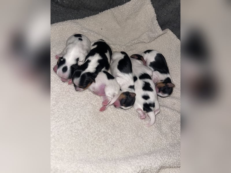 Biewer Yorkshire Terrier Welpen