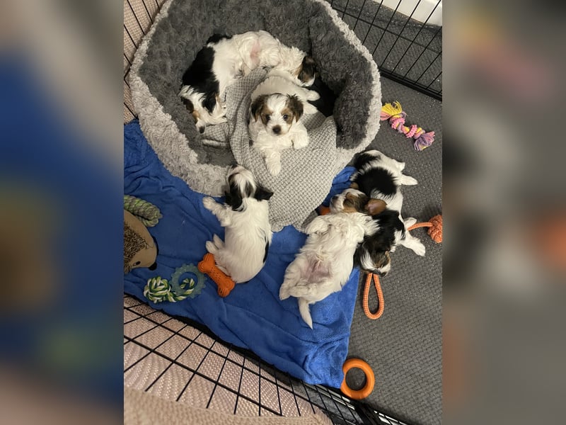 Biewer Yorkshire Terrier Welpen