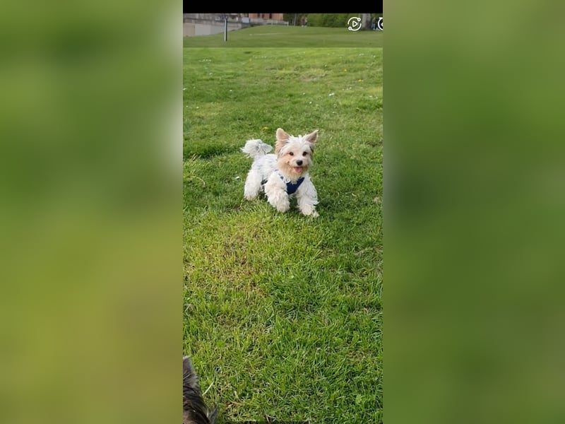 Kleiner Biewer Yorkshire Terrier Welpe a la Pom Pon tricolor / reinrassig / selten Rüde
