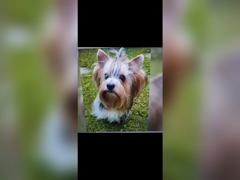 Kleiner Biewer Yorkshire Terrier Welpe a la Pom Pon tricolor / reinrassig / selten Rüde