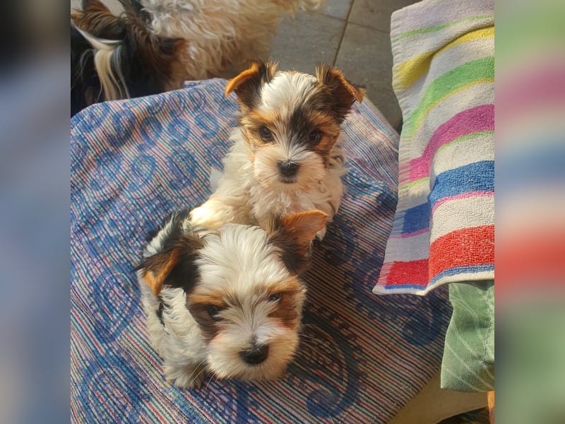 Kleiner Biewer Yorkshire Terrier Welpe a la Pom Pon tricolor / reinrassig / selten Rüde