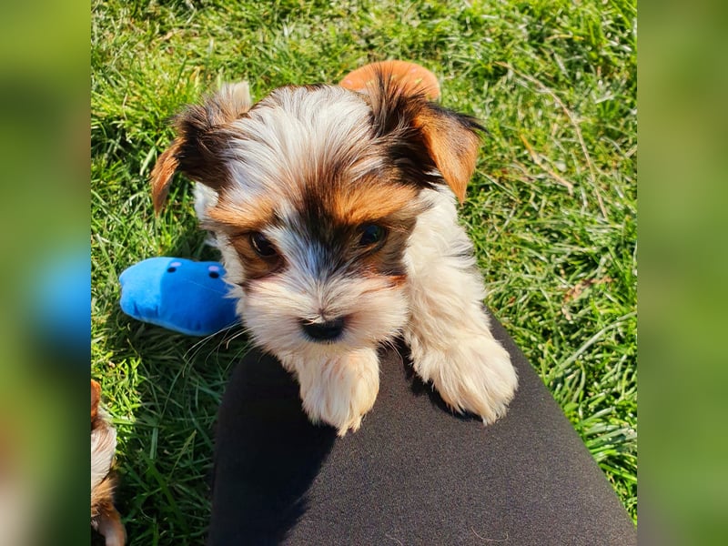 Kleiner Biewer Yorkshire Terrier Welpe a la Pom Pon tricolor / reinrassig / selten Rüde