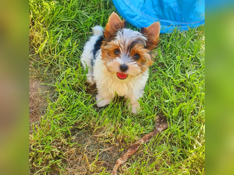Kleiner Biewer Yorkshire Terrier Welpe a la Pom Pon tricolor / reinrassig / selten Rüde